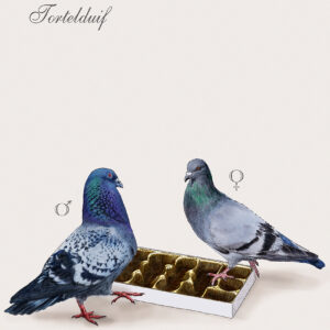 tortelduif