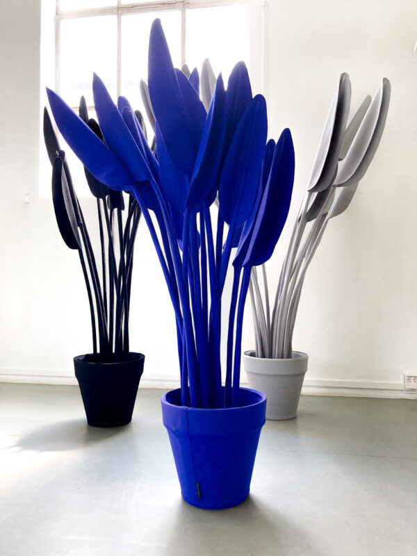 strelitzia - Image 2