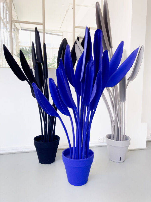 strelitzia