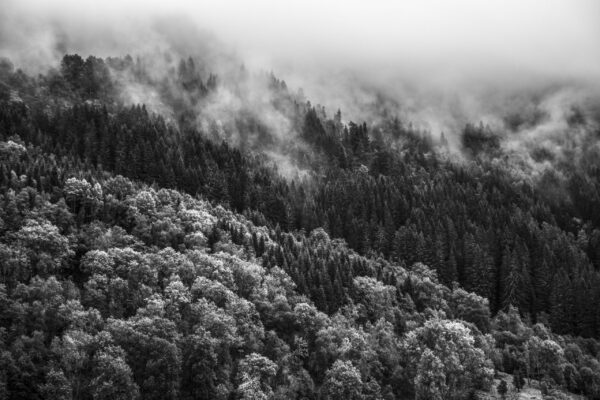 all I see is tree