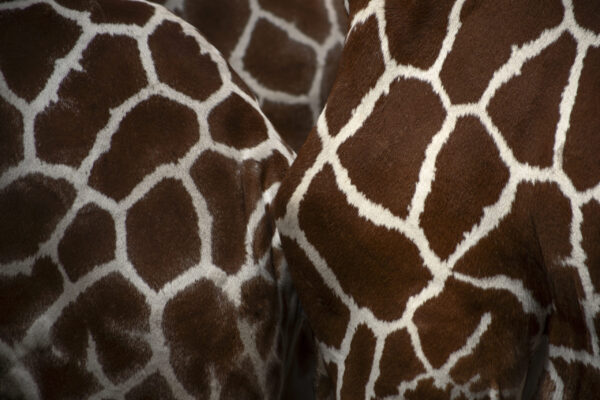 animal prints - Image 3