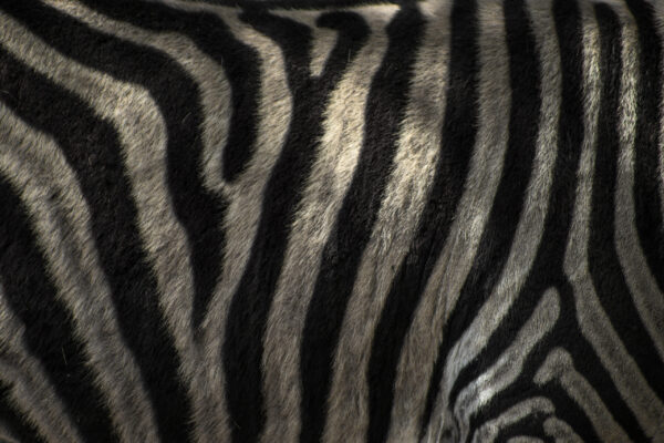 animal prints - Image 2