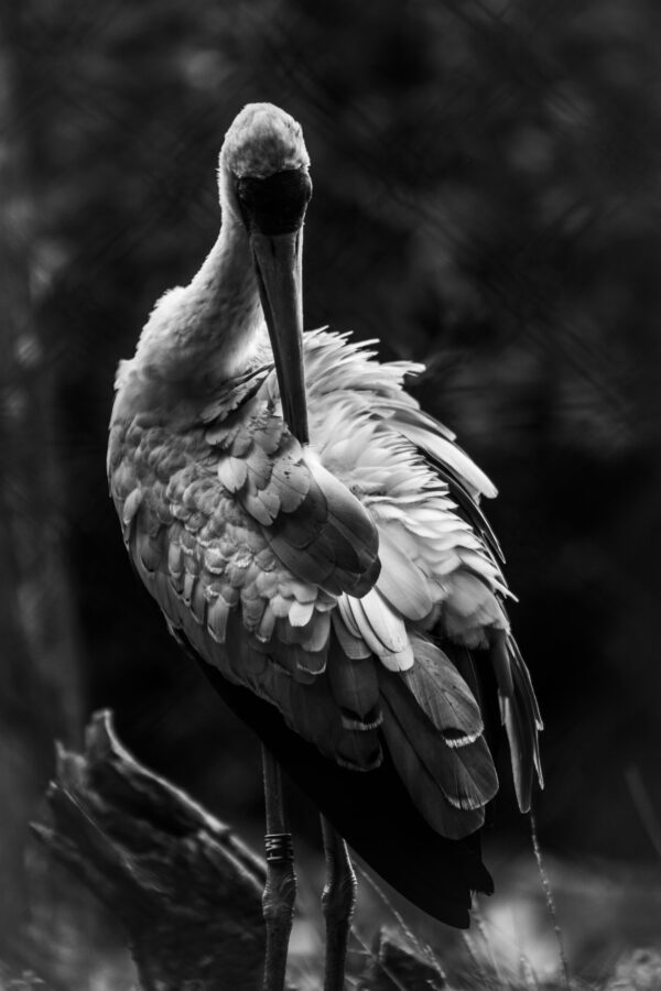 birds - Image 2