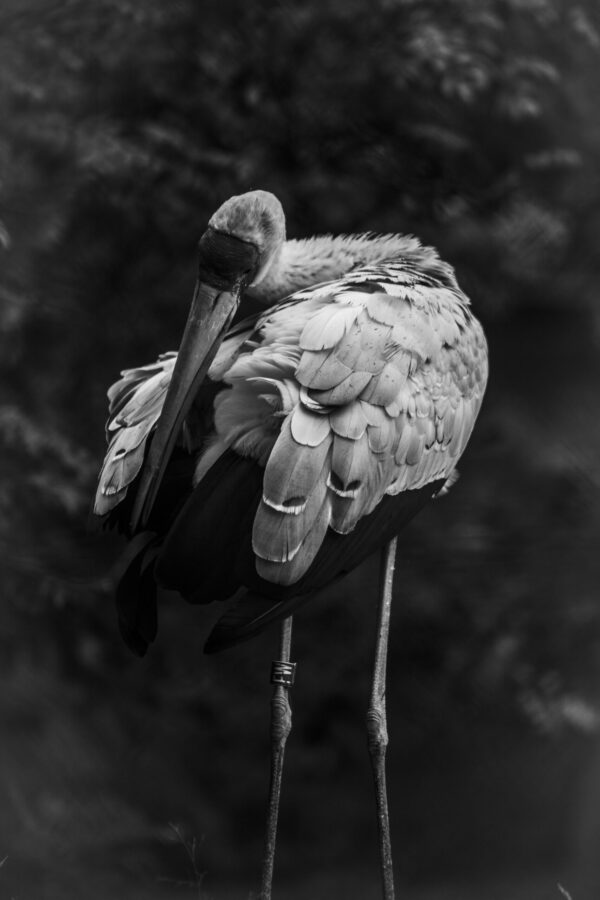 birds - Image 3