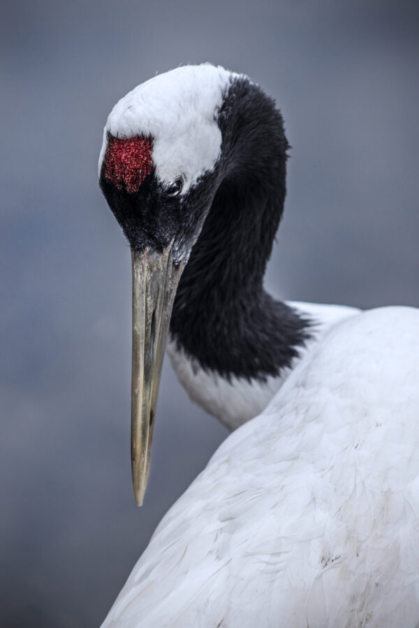 birds - Image 4
