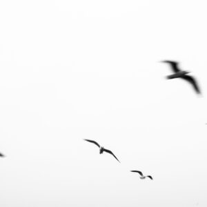 birds in motion