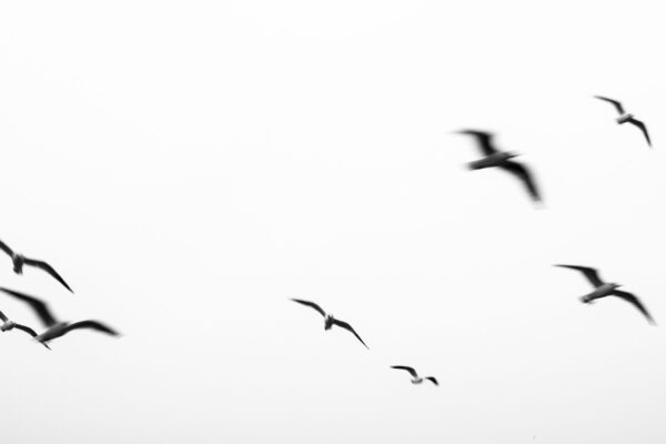 birds in motion