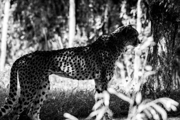 cheetah - Image 2