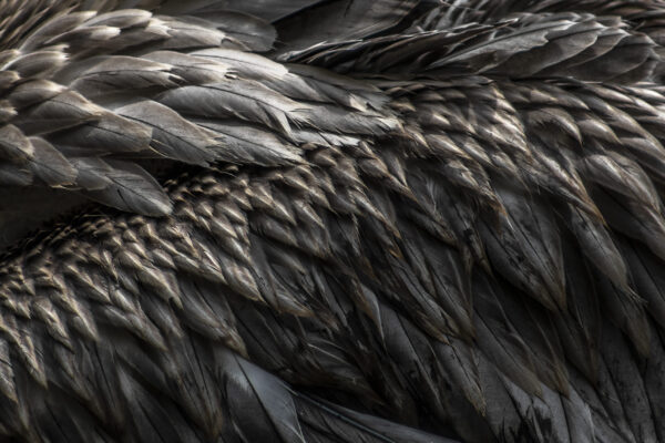 feathers - Image 2