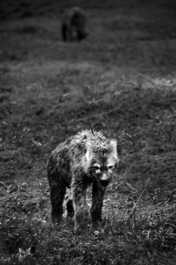 fierce innocence