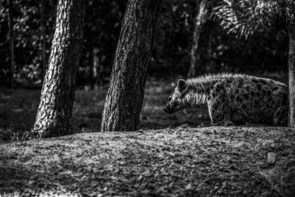 hyena