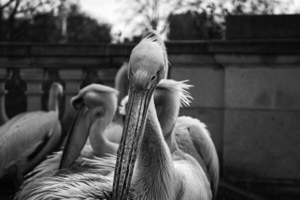 pelican