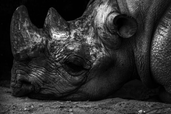 rhino