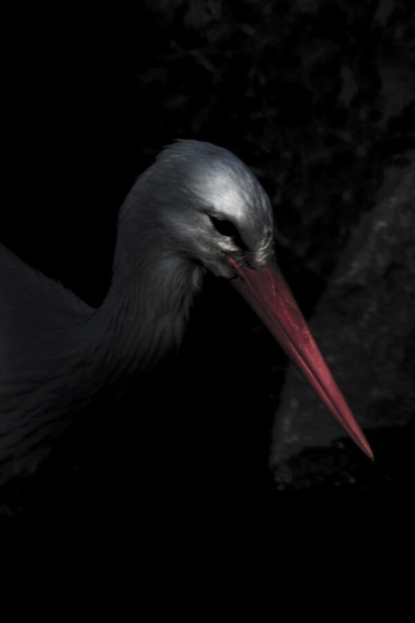 stork's portrait