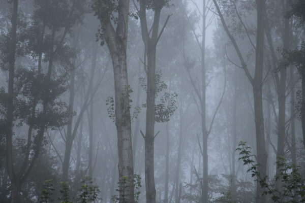 whispers