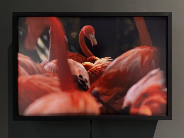 lumina flamingo