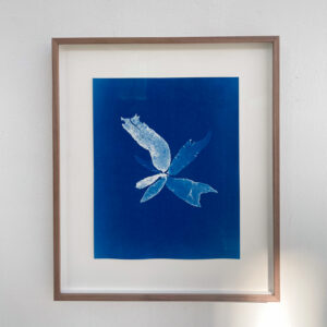 punctaria latifolia (warrig dunsteeltje)