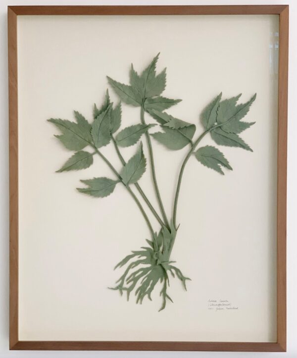 Christoffelkruid_Gallery_Untitled