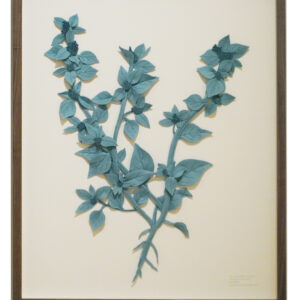 stinkende ganzenvoet