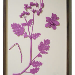 kleverige reigersbek