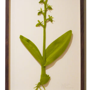groenknolorchis