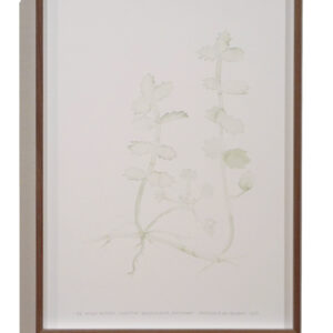 kruipend moerasscherm