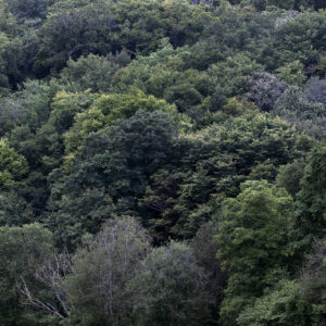 the sound of silence, joire