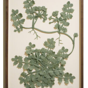 kruipend moerasscherm