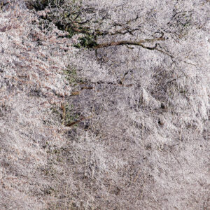 The Sound of Silence, Loraine (3)