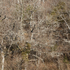 Le Son du Silence, Loraine (2)