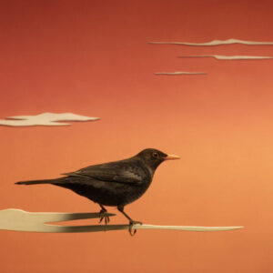 variations on a black bird