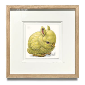 gallilepus pullulus