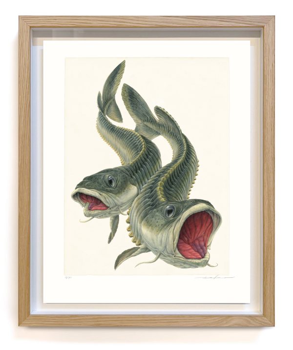 vocipulsans aquatica