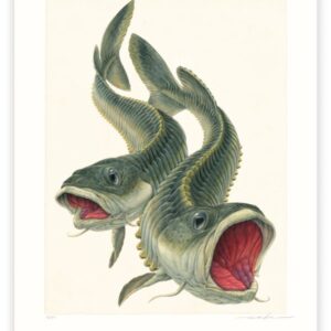 vocipulsans aquatica