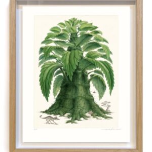urticodendron irritans